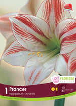 Amaryllis 'Prancer'