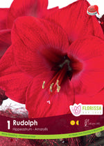 Amaryllis 'Rudolph'