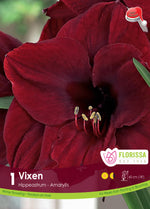 Amaryllis 'Vixen'