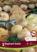 Garlic 'Elephant'