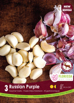 Garlic 'Russian Purple'