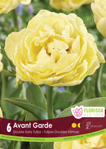 Tulip 'Avant Garde'