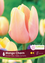 Tulip 'Mango Charm'