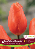 Tulip 'Prins Willem Alexander'
