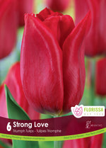 Tulip 'Strong Love'