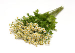 Matricaria 'Vegmo'