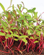 Microgreens Swiss Chard