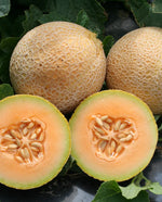 Tasty Bites F1 Melon
