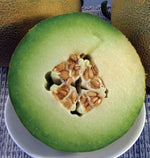 Diplomat Melon