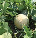 Divergent F1 Certified Organic Melon