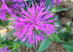 Monarda 'Balmy'