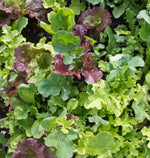 West Coast Market Mix Lettuce