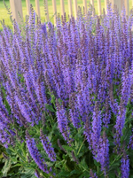 Salvia 'May Night'