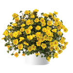 Portulaca 'Mega Pazzaz™' Series