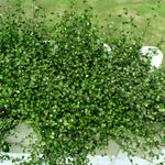 Muehlenbeckia 'Creeping Wire Vine'