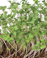 Microgreen Broccoli Organic- West Coast Seeds