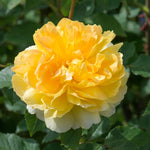 David Austin Rose 'Molineux Rose'