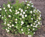Potentilla 'Morden Snow'