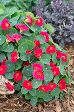 Baby Rose Nasturtium