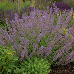 Nepeta Catmint 'Walkers Low'