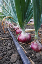 Blush Pink Onion