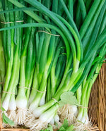 Eiffel Scallion