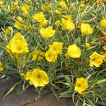 Oenothera 'Sundrops'