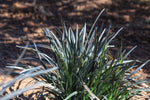 Mondo Grass