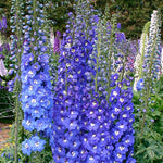Delphinium 'Royal Aspirations'