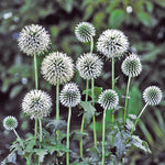 Echinops Globe Thistle 'Star Frost'