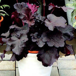 Heuchera Coral Bells 'Northern Exposure Black'