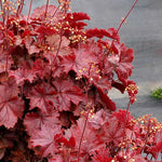Heuchera Coral Bells 'Northern Exposure Red'