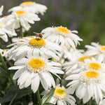 Leucanthemum Shasta Daisy 'Sweet Daisy Birdy'