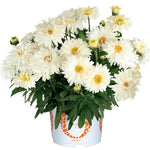 Leucanthemum Shasta Daisy 'Sweet Daisy Chloe'