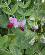 Dwarf Grey Sugar Pea