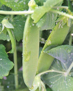 Pea 'Oregon Giant'