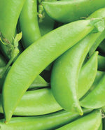 Sugar Ann Pea