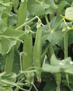 Avalanche Pea