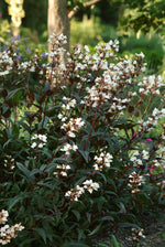 Penstemon Beardtongue 'Husker Red'