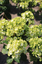 Phlox 'Orchid Green'