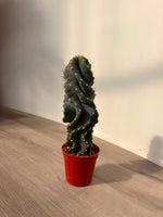 Cactus 'Spiral'