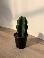 Cactus 'Cuddly'