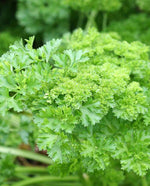 Forest Green Parsley