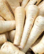 Gladiator Parsnip