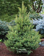 Spruce 'North Star'