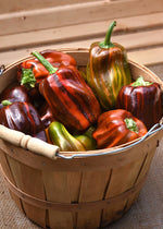 Candy Cane Chocolate Cherry F1 Pepper
