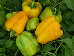Flavour burst F1 Organic Pepper