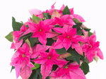 Poinsettia 'Hot Pink Princettia'