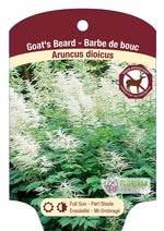 Goats Beard Giant Aruncus