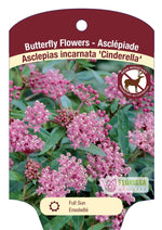 Milkweed Asclepias 'Cinderella'